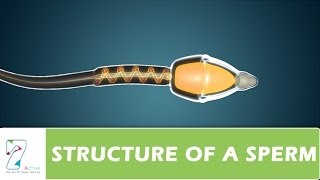 STRUCTURE OF A SPERM [upl. by Ehtyde508]