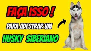 Como adestrar um husky siberiano filhote Como treinar um husky siberiano filhote [upl. by Aliam]