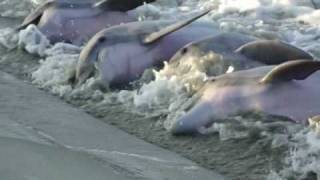 Dolphins Strand Feeding Seabrook SC [upl. by Stephan7]