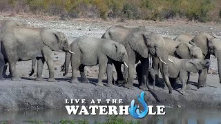 Live At The Waterhole  27 June 2024 [upl. by Aoh]