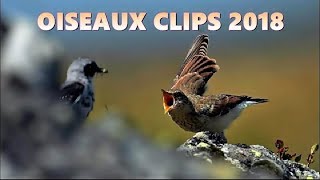 OISEAUX Séquences courtes et photos [upl. by Ahsal]