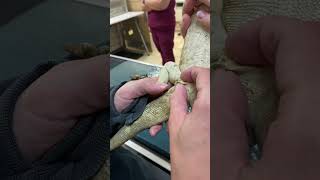 Removing impacted femoral pores on a bearded dragon [upl. by Caras]