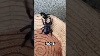 The Rainbow Stag Beetle  Fighting For A Mate 😨 [upl. by Gilchrist]