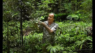 FIELD TRIP WITH PATRICK BLANC IN NEW ZEALAND 1  NORTHERN ISLAND [upl. by Chin]