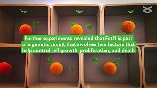 Targeting Follistatinlike 1 improves liver fibrosis in mice [upl. by Valentino]