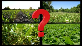 Food Plot Options  What Should You Plant [upl. by Ermine]