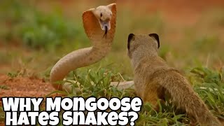 Why Are Mongoose Snakes Enemy Mongoose vs King Cobra Fight Analysis [upl. by Weintrob342]