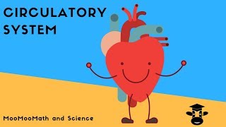 How blood flows through the bodyThe Circulatory System [upl. by Gnex]