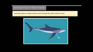 Standard 10 Science chapter 5 Life Processes 3 Quick revision [upl. by Dat]