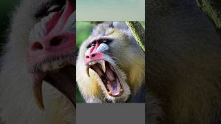 Most Dangerous Monkey In The World  Gelada Monkey  Baboons  shorts viralshorts aggressive [upl. by Dall]