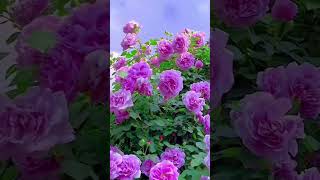 Beautiful natural flowerflowers roseflowergarden tradingreelsviralshorts viralvideo natural [upl. by Ecnerewal]