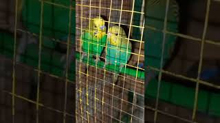 Australian parrots sound  parakeet sound [upl. by Nwahsid977]