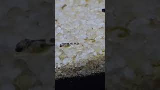 Julidochromis transcript fry allmymoneygoestofish fishtank fishaquarium music [upl. by Nosnehpets]