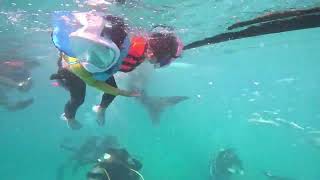 Oslob Whale Shark Tour with Young Children [upl. by Ravens]