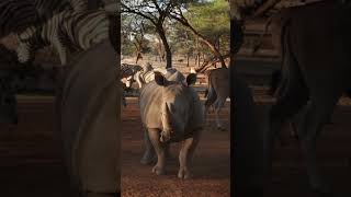 Motorbike tours in Namibia Wildlife motorbike wildlife explorenamibia [upl. by Weinshienk957]