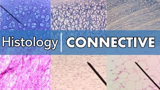 Histology  Connective Tissue [upl. by Anisah242]