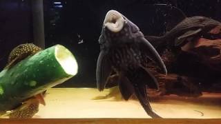 Timelapse plecos eating cucumber [upl. by Aivun]