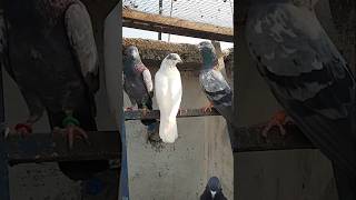 Watch full video pls subscriber kabootarmandirawalpindi pigeon bird kabootar kabootarmandi [upl. by Tilla]