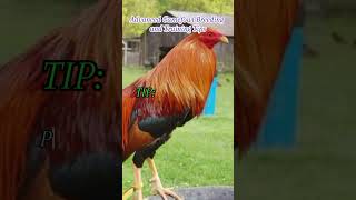 Advance Gamefowl Breeding and Training Program [upl. by Laden208]