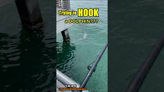 Trying to HOOK A DOLPHIN thedeterminedfisherman [upl. by Oirasor]