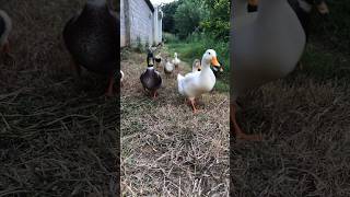 duck quack duck talhakadihat youtubeshorts ytshorts shortvideo trandingshorts viralvideo [upl. by Egni]