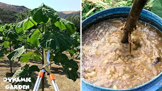 Pruning and Fertilizing Paulownia in the second year  MAGIC fertilizer [upl. by Nnylarac]