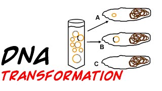 DNA transformation in bacteria [upl. by Leina]