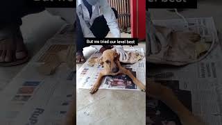 Emotional dog 🥺🐶  Animal Rescue  Dog Rescue shorts doglover animallover [upl. by Geneva]