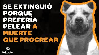 TOP 10 RAZAS DE PERROS extintas [upl. by Ayram]