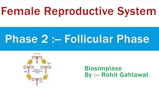 12 Menstrual Cycle  Phase 2  Follicular Phase [upl. by Aerb]