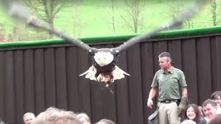 Geniale Greifvogel Flugschau  Vogelpark Steinen im Wiesental [upl. by Ennaegroeg]