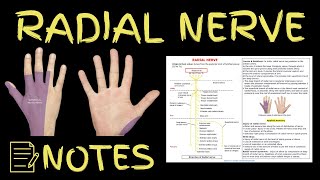 Radial Nerve Anatomy Notes  Access PDF from the Link in Description [upl. by Fahy]