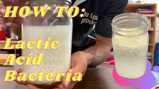 KNFHOW TO MAKE LAB  LACTIC ACID BACTERIA [upl. by Crooks635]