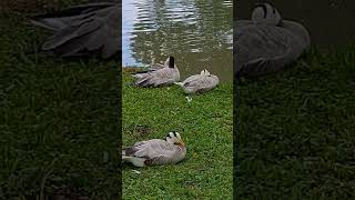 Barheaded Geese [upl. by Krantz828]