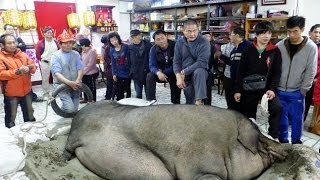 Pigs Fed Until They Are 10 Times Bigger Than Normal Size For Taiwan Festival [upl. by Hathcock]