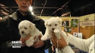 Le Mans  2ème Salon du chiot et du chaton [upl. by Vano]