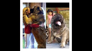 Caucasian Shepherd vs Leonberger Which Breed Suits Your Lifestylequot [upl. by Sterne947]