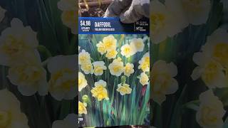 Daffodil YellowCheerfulness FallPlanting PlantingFallBulbs ￼ [upl. by Salkin]