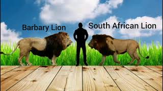 Barbary Lion And South African Lion Size comparison [upl. by Yemorej]