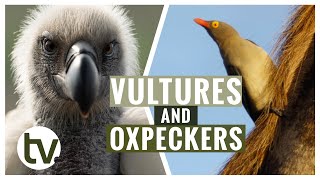 From Reintroducing the RedBilled Oxpeckerand now the Cape Vulture [upl. by Zared]