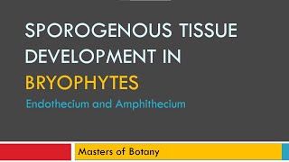 Endothecium amp Amphithecium  Sporogenous Tissue Development [upl. by Whittaker]