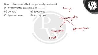 Nonmotile spores that are generally produced in Phycomycetes are called as [upl. by Rosalba]