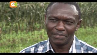 Smart Farm Farmer in Eldoret using drip irrigation to grow maize [upl. by Sirrad]