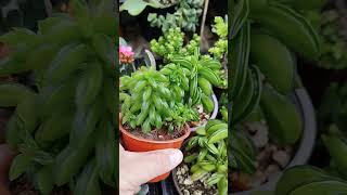 Otra variedad de peperomia nivalis diminuta suculentas quesadillas plants [upl. by Einitsed]