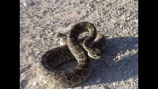 Mojave Rattlesnake [upl. by Eellek]