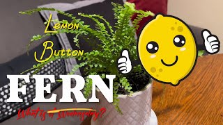 LEMON BUTTON FERN Plant HOW TO Care For HOUSEPLANT Info TIPS Guide from Etsy [upl. by Hands48]