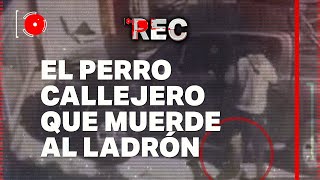 EL PERRO CALLEJERO QUE MUERDE AL LADRÓN  ENTRADERA PIRAÑA  🔴REC [upl. by Rafiq]