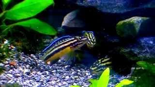 Julidochromis Marksmithi Tropical fish [upl. by Stewart]