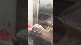 Giant Tortoise Eating Watermelon [upl. by Zumwalt]