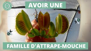 Comment diviser et rempoter une Plante Carnivore Dionée muscipula  🌱 [upl. by Eceer]